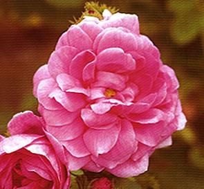 Rose Maroc Absolute Rosa centifolia - Click Image to Close